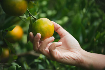 Cropped image of hand holding apple