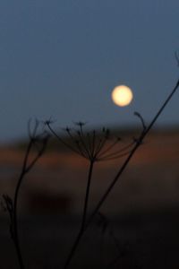 Close-up of silhouette plants against sky at sunset