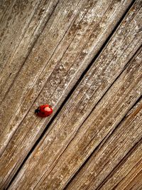 High angle view of ladybug on wooden plank