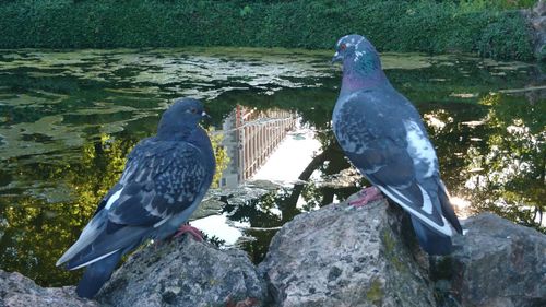 Close-up of bird perching on rock by water