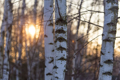 Scenic view of frozen trees in forest during winter