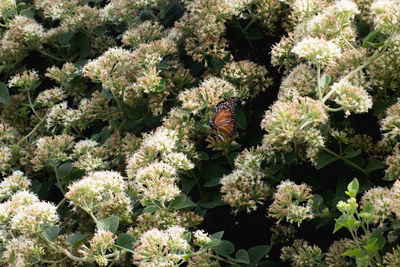 Close-up of monarch butterfly on flower