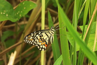 Butterfly on leaf