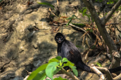 Monkey sitting on branch