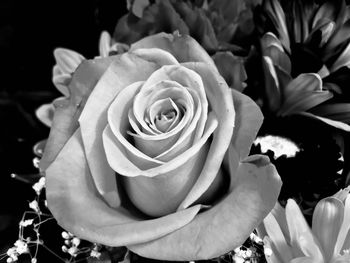 Close-up of rose blooming outdoors