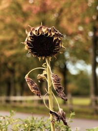 Close-up of wilted flower on field