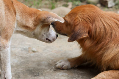 Side view of two dogs