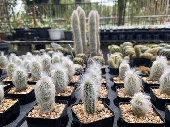 Close-up of succulent plants