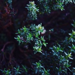 Plants growing in sunlight