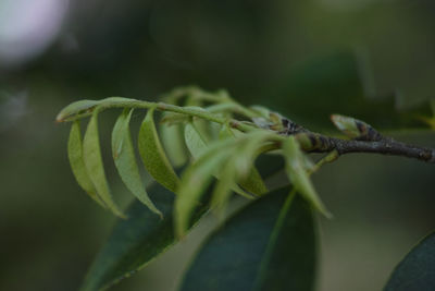 Close-up of insect on plant