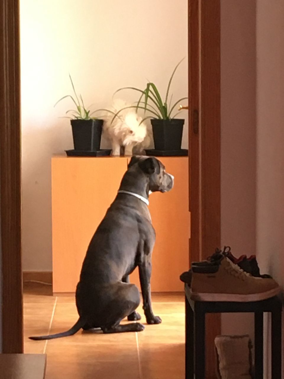 DOG LOOKING AWAY WHILE SITTING ON TABLE