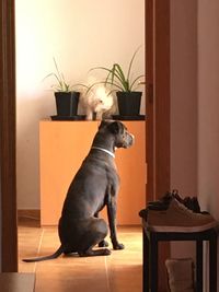 Dog looking away while sitting on table at home