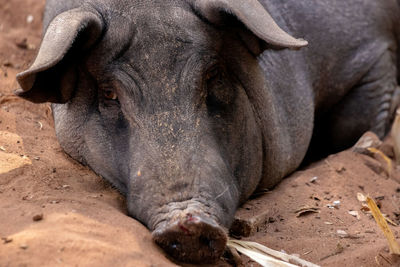 Close-up of animal lying in mud