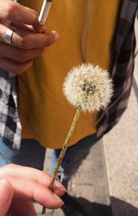 Close-up of hand holding dandelion flower