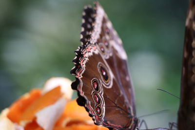 Close-up of butterfly on plant