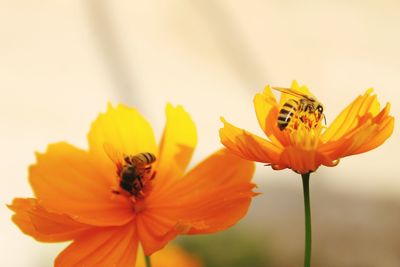 Close-up of bess pollinating on yellow flowers