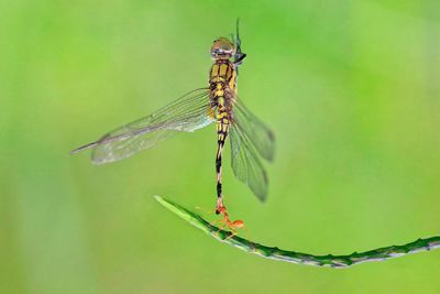 Close-up of dragonfly on leaf