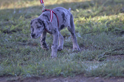 View of dog on field