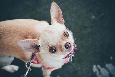 High angle portrait of dog