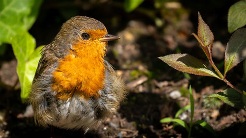 Close-up of a bird