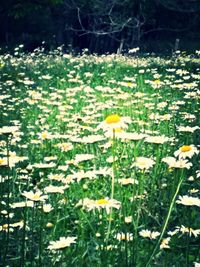 Yellow flowers blooming in field