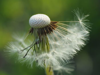 Close-up of dandelion flower