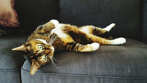 Cat sleeping on tiled floor