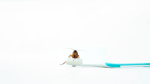 Close-up of spider on white background