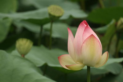 Close-up of lotus in pond