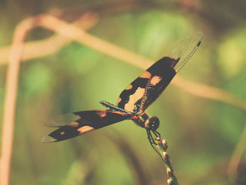 Close-up of insect on blade of grass