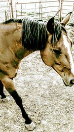 Close-up of cow grazing on field