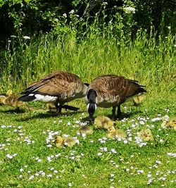 View of birds on field