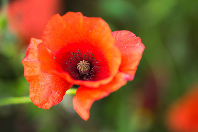 Close-up of red flower