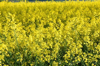 Scenic view of oilseed rape field