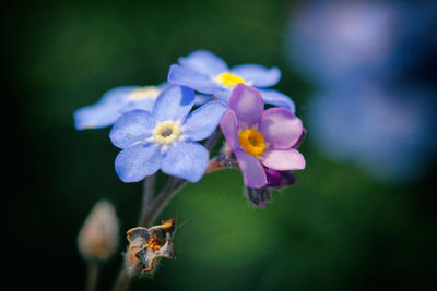 Close-up of purple flowering plant