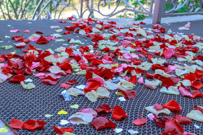 High angle view of red flowering plants