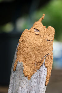 Close-up of lizard on tree trunk