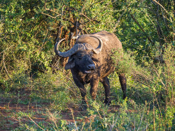 African buffalo standing in trees in national park, south africa