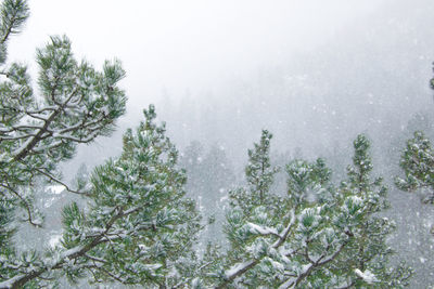 Trees in snow covered land