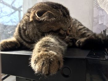 Close-up of a cat sleeping on table