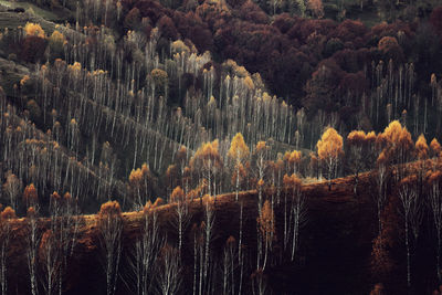 Pine trees in forest during autumn