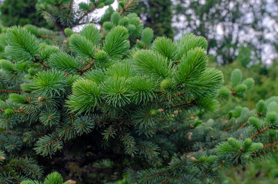 plant