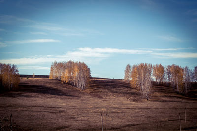 Trees on field against sky