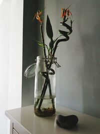 Potted plant on table against wall at home