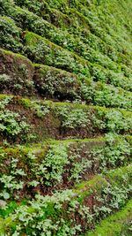 Full frame shot of moss on rock