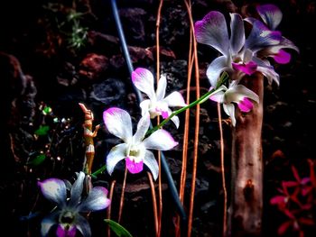 Close-up of flowers blooming outdoors