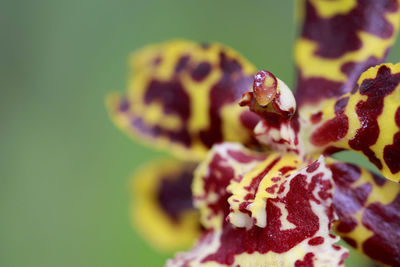 Close-up of flower against blurred background