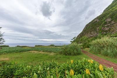 Scenic view of field against sky