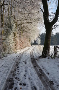 Empty road along trees