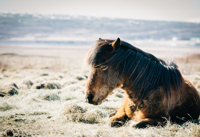 Close-up of a horse on field